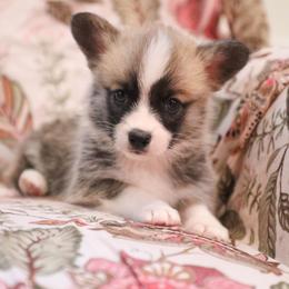 Mesa - Sable male Pembroke Welsh Corgi puppy in Plains, Montana from Diamond Corgis