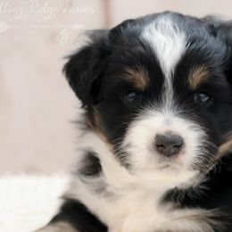 Miniature Australian Shepherds and Toy Australian Shepherds from Rolling Ridge Farms