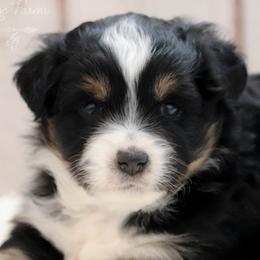Miniature Australian Shepherds and Toy Australian Shepherds from Rolling Ridge Farms