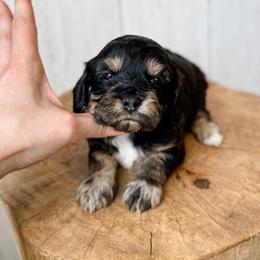 Esther - Black tri-color female Assorted Doodle Crosses puppy in Arlington, Washington from Doodle Love Laugh