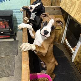Bronc - Brindle male Boxer puppy in Louisville, Kentucky from Nelson’s Fancy Frenchies and Bulldogs