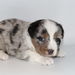 Miniature Australian Shepherd Puppies from Triple Branch Aussies
