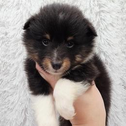 Cairo - Black white and tan female Shetland Sheepdog puppy in Central City, Kentucky from Hope's Heart Shelties