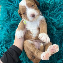 Blue - Red  female Goldendoodle puppy in Richmond, Kentucky from The Doting Doodle