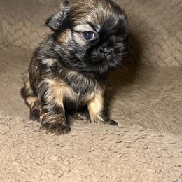 Girl 1 - Black and tan female Shih Tzu puppy in Lynnwood, Washington from Caroline's Shih Tzus