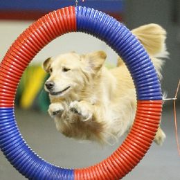 Golden Retrievers from Sky Harbor Goldens