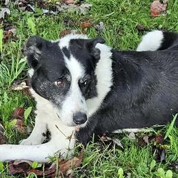 Border Collies and English Shepherds from Seldom seen herding dogs