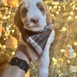 Goldendoodle Puppies from Duck River Goldendoodles