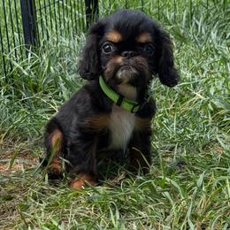 Tinkerbell - Black and tan female English Toy Spaniel puppy in Pennsylvania from Enchanting Charlies