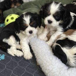 Cavalier King Charles Spaniel puppies from Magical Cavaliers