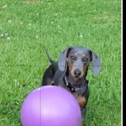 Dachshund Puppies from Bridge Creek Dachshunds