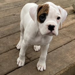 Boxer Puppies from Nancy Baeten