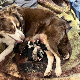 Riptide - Red merle Miniature Australian Shepherd puppy in Shingletown, California from Whiskeytown Aussies