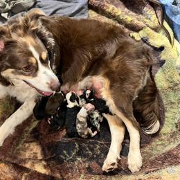 Riptide - Red merle Miniature Australian Shepherd puppy in Shingletown, California from Whiskeytown Aussies