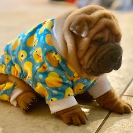 Chinese Shar-Pei and Pumik from Nixie Kennels