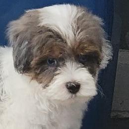 Aussiedoodles, Goldendoodles, and Poodles from Wiggle Bottom Kennels