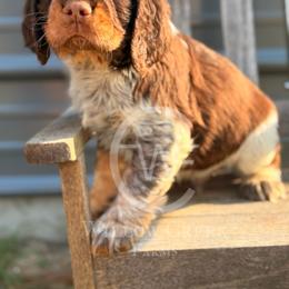 English Springer Spaniel Puppies from Willow Creek Farms