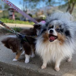 Pomeranians from PS pomeranians