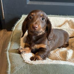Brooke - Chocolate female Dachshund puppy in Mountain Grove, Missouri from Happy Hounds