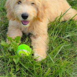 Banda Bear - Apricot male Goldendoodle puppy in Harrisonburg, Virginia from Curlytail Doodles