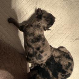 Boy 2 - Blue merle male Pomeranian puppy in Windham, Maine from New England Exotic Pomeranians