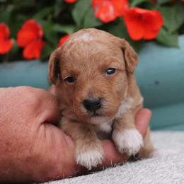 Miranda - red abstract - Red  female Poodle puppy in Goliad, Texas from Sassy Lil Aussies and Diamond W Poodles
