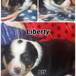 Liberty - Black tri female Miniature American Shepherd puppy in Lewiston, Idaho from Clearwater Miniature American Shepherd