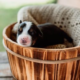 Boy 5 - Tri-color Bernese Mountain Dog puppy in Inman, South Carolina from Shadow Acres