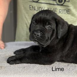 Lime Collar R - Black male Cane Corso puppy in Paris, Texas from Knucklehead Cane Corso