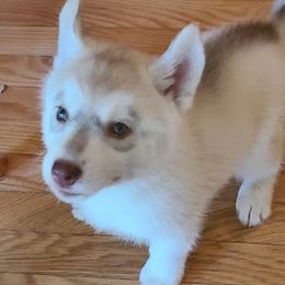 German Shepherd and Siberian Husky Puppies from Sstar