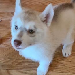 German Shepherd and Siberian Husky Puppies from Sstar