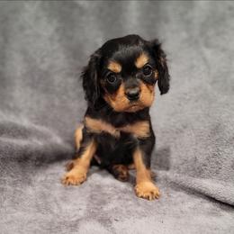 Samuel - Black and tan male Cavalier King Charles Spaniel puppy in Romeoville, Illinois from KonopkaKennelsLLC