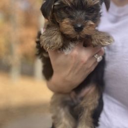 Yorkshire Terrier Puppies from Pawsh Pups