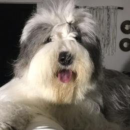 Hollen - Old English Sheepdog