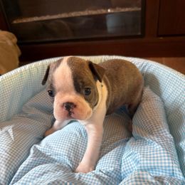 Boy 3 - Blue male Boston Terrier puppy in Richburg, South Carolina from Hidden Valley Bostons