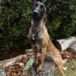EMBER - Belgian Malinois