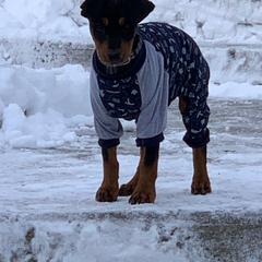 German Pinscher Puppies from LinDee Kennel