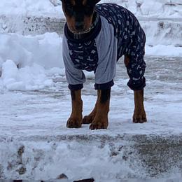 German Pinscher Puppies from LinDee Kennel