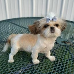 Bitsy - Gold and white female Shih Tzu puppy in Wild Rose, Wisconsin from Sorenson's Shih-tzus