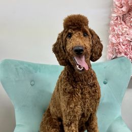 Poodles from Red Bayou Kennels, LLC