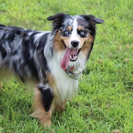 Miniature Australian Shepherds from M&A australian Shepherds
