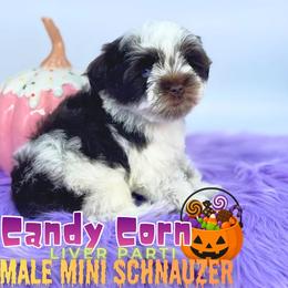 Candy Corn - Liver male Miniature Schnauzer puppy in Cypress, Texas from Brady's Birddogs