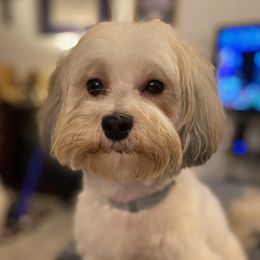 Mimi - Havanese