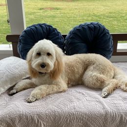 Elle Mae - Goldendoodle