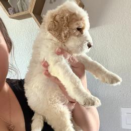 Goldendoodle Puppies from Fiala Goldendoodles