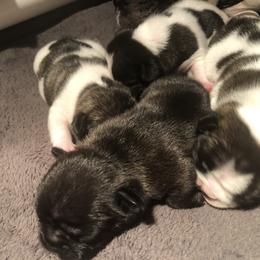 French Bulldog and Miniature Bull Terrier Puppies from DyHar Bullies