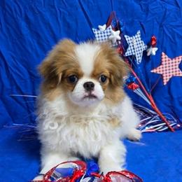 Red Boy - Red and white male Japanese Chin puppy in Tulsa, Oklahoma from Locust Creek Pugs & Japanese Chin's
