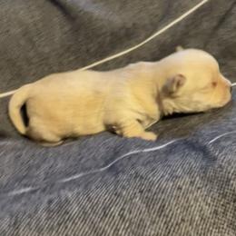 Pierce - White and tan male Morkie puppy in Taylorsville, North Carolina from Mountain Top Hot Tailz