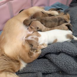 Dachshund Puppies from Ferrario Dachshunds