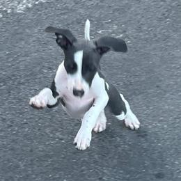 Italian Greyhound Puppies from Fisher Link